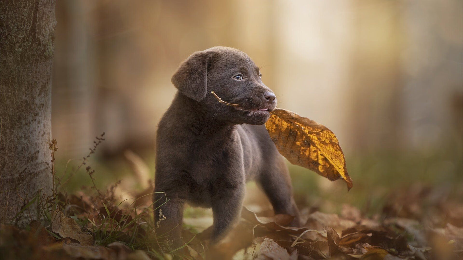 无边界的神殿，当库里与字母哥在平行时空中各自加冕